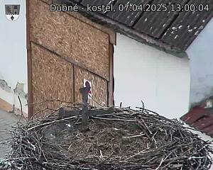 Capi_Dubne_20250407_130004.jpg (1350 x 1080)