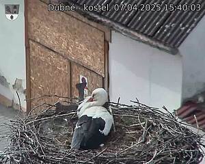 Capi_Dubne_20250407_154003.jpg (1350 x 1080)