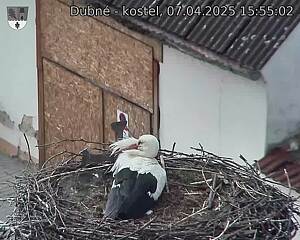 Capi_Dubne_20250407_155502.jpg (1350 x 1080)