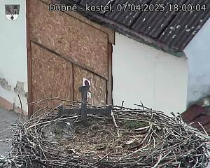 Capi_Dubne_20250407_180004.jpg (1350 x 1080)