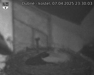 Capi_Dubne_20250407_233003.jpg (1350 x 1080)