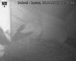 Capi_Dubne_20250408_020502.jpg