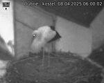 Capi_Dubne_20250408_060002.jpg