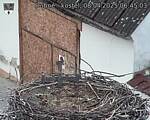 Capi_Dubne_20250408_064503.jpg