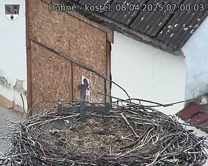Capi_Dubne_20250408_070003.jpg (1350 x 1080)