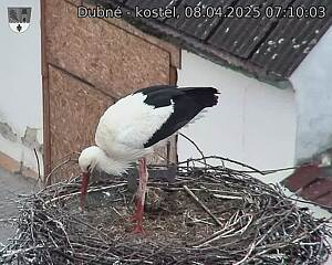 Capi_Dubne_20250408_071003.jpg (1350 x 1080)