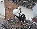 Capi_Dubne_20250408_072002.jpg