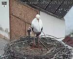 Capi_Dubne_20250408_073003.jpg