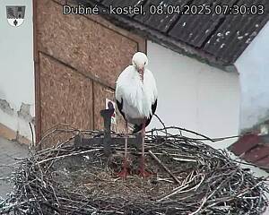 Capi_Dubne_20250408_073003.jpg (1350 x 1080)