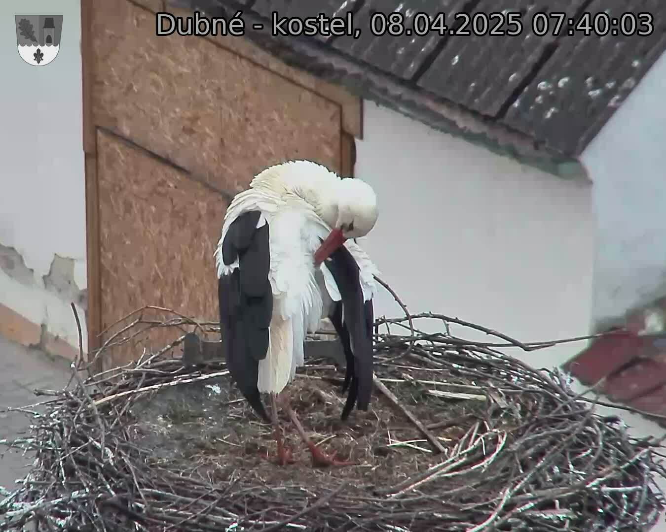 Capi_Dubne_20250408_074003.jpg (1350 x 1080)