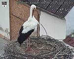 Capi_Dubne_20250408_080503.jpg