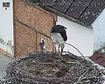 Capi_Dubne_20250408_082503.jpg
