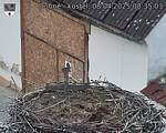 Capi_Dubne_20250408_083503.jpg