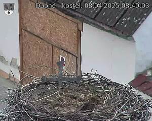 Capi_Dubne_20250408_084003.jpg (1350 x 1080)