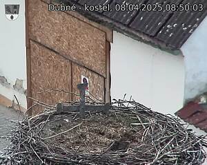 Capi_Dubne_20250408_085003.jpg (1350 x 1080)