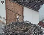 Capi_Dubne_20250408_091003.jpg