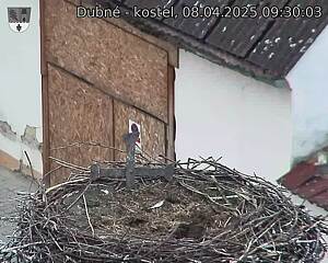 Capi_Dubne_20250408_093003.jpg (1350 x 1080)