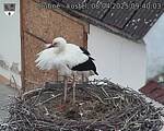Capi_Dubne_20250408_094003.jpg