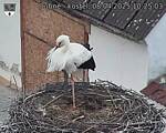 Capi_Dubne_20250408_102503.jpg
