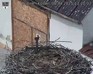 Capi_Dubne_20250408_132002.jpg (1350 x 1080)