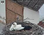 Capi_Dubne_20250408_142503.jpg