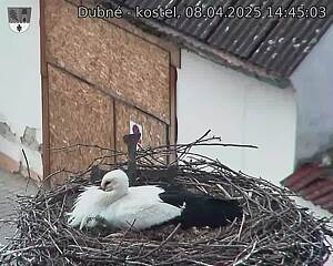 Capi_Dubne_20250408_144503.jpg (1350 x 1080)