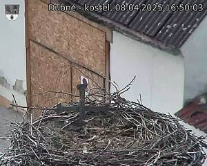 Capi_Dubne_20250408_165003.jpg (1350 x 1080)