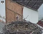 Capi_Dubne_20250408_190503.jpg