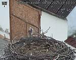 Capi_Dubne_20250408_191003.jpg