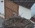 Capi_Dubne_20250408_191503.jpg