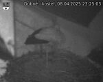 Capi_Dubne_20250408_232503.jpg