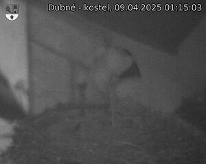 Capi_Dubne_20250409_011503.jpg (1350 x 1080)