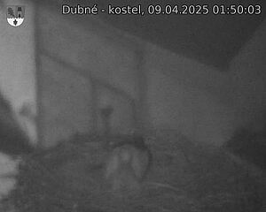 Capi_Dubne_20250409_015003.jpg (1350 x 1080)