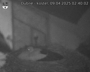 Capi_Dubne_20250409_024002.jpg (1350 x 1080)