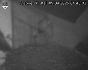 Capi_Dubne_20250409_044503.jpg (1350 x 1080)