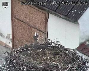 Capi_Dubne_20250409_062002.jpg (1350 x 1080)
