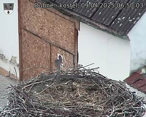 Capi_Dubne_20250409_065003.jpg (1350 x 1080)