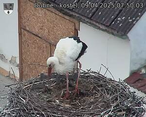 Capi_Dubne_20250409_075003.jpg (1350 x 1080)