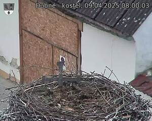 Capi_Dubne_20250409_080003.jpg (1350 x 1080)