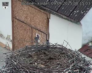 Capi_Dubne_20250409_081503.jpg (1350 x 1080)