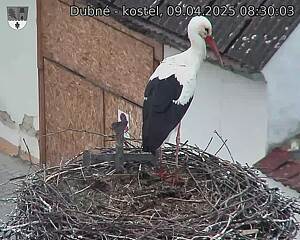 Capi_Dubne_20250409_083003.jpg (1350 x 1080)