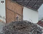 Capi_Dubne_20250409_084003.jpg