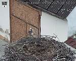 Capi_Dubne_20250409_085003.jpg