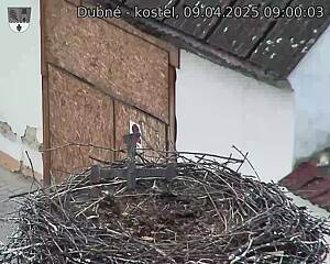 Capi_Dubne_20250409_090003.jpg (1350 x 1080)