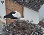 Capi_Dubne_20250409_092003.jpg
