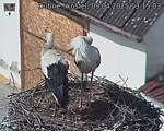 Capi_Dubne_20250409_131503.jpg