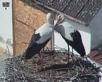 Capi_Dubne_20250409_133502.jpg