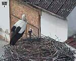 Capi_Dubne_20250409_145002.jpg