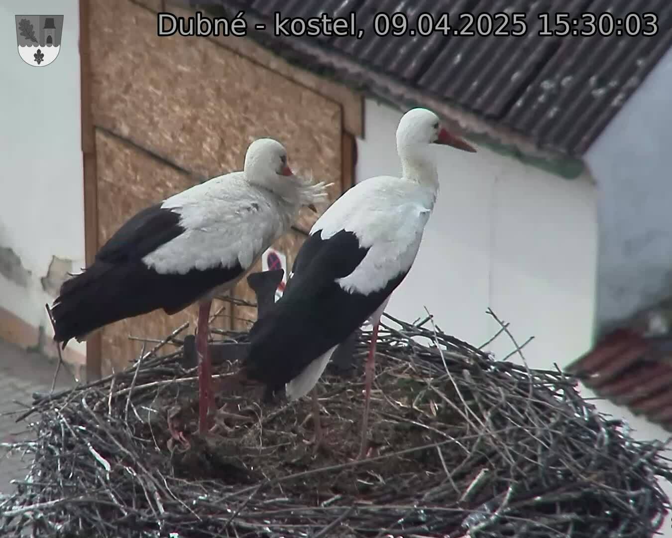 Capi_Dubne_20250409_153003.jpg (1350 x 1080)