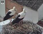 Capi_Dubne_20250409_165002.jpg